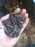 Fresh Composting Worms